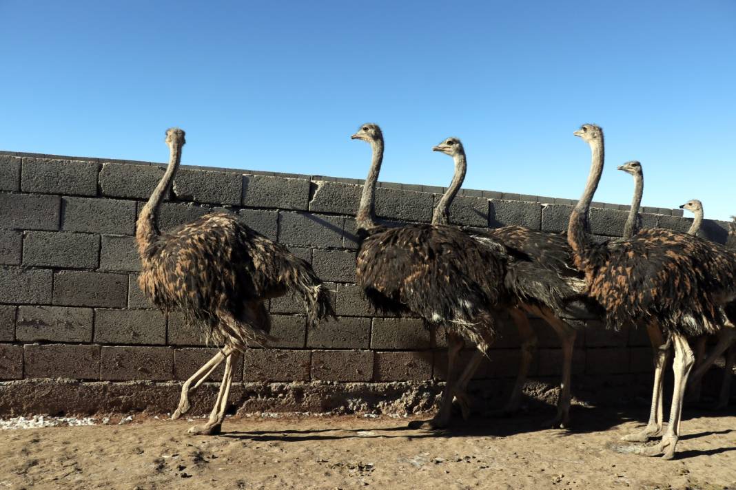 Bu yumurta tam 25 tavuk yumurtasına denk geliyor 2